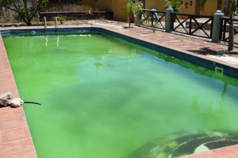 Dirty green swimming pool water indicating poor maintenance in Virginia & Maryland