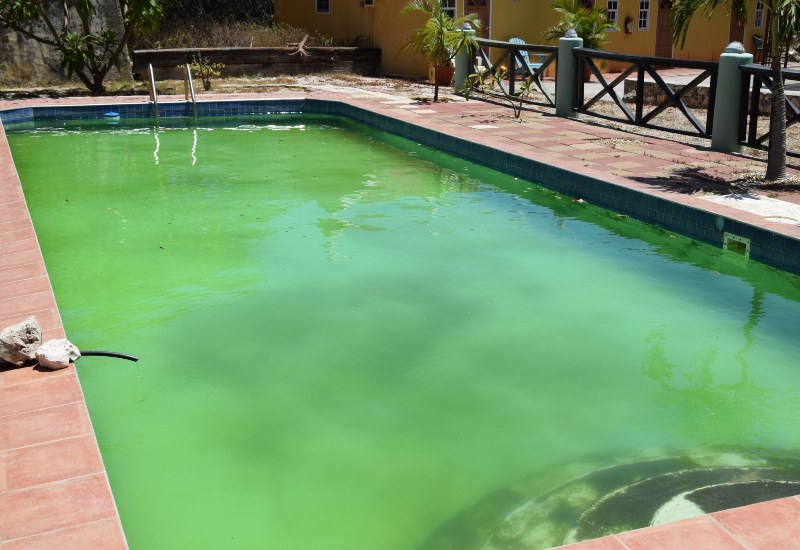Dirty green swimming pool water indicating poor maintenance in Virginia & Maryland