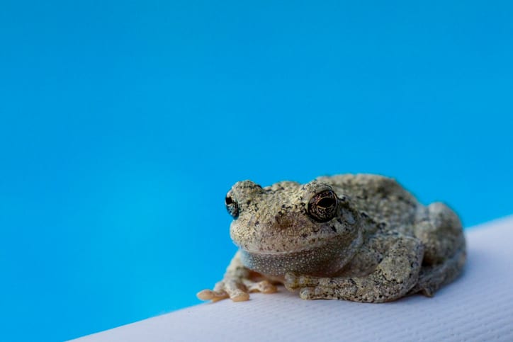 How to Save Critters from Drowning in Your Swimming Pool