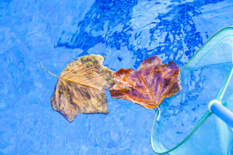 Autumn leafs clean swimming pool Frederick, MD & Springfield, VA