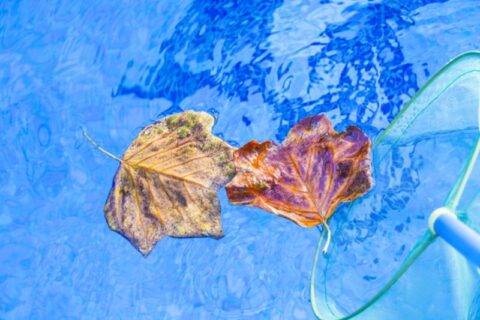 Autumn leafs clean swimming pool Frederick, MD & Springfield, VA