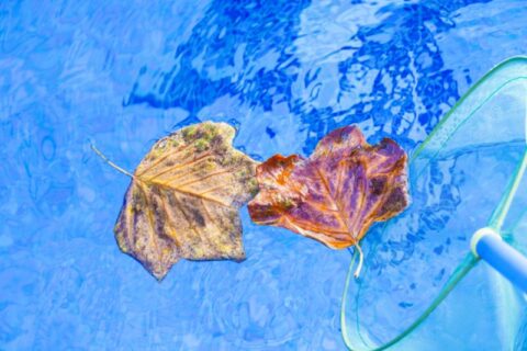 Autumn leafs clean swimming pool Frederick, MD & Springfield, VA