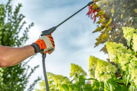 Pest Control Worker Spraying Insecticide on Trees Near Pool