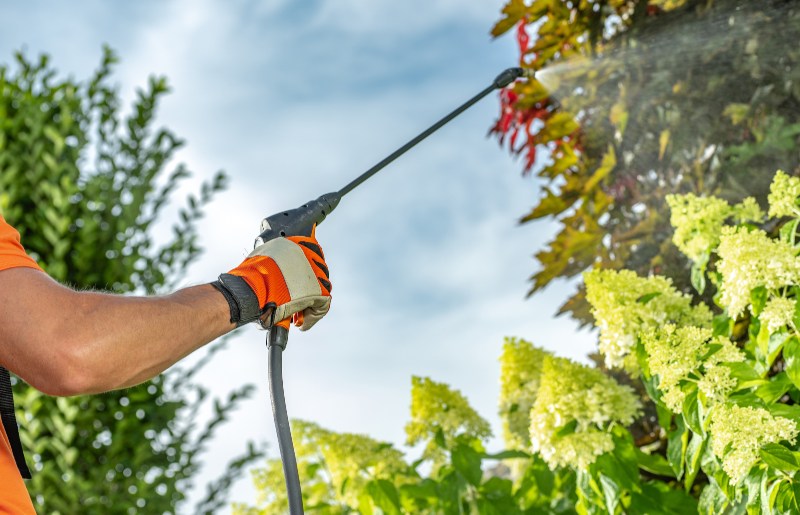 Pest Control Worker Spraying Insecticide on Trees Near Pool